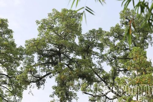 Cây “ăn bám” nhả... tiền