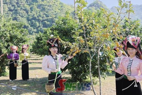 Mùa cam chín ở Muổi Nọi