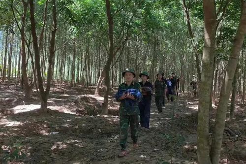 Tìm thấy 13 hài cốt liệt sĩ cùng nhiều di vật trong rừng tràm ở Quảng Trị