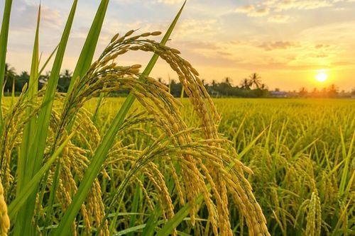 Ngày 3/10: Giá lúa tươi tại Đồng bằng sông Cửu Long tăng giảm đan xen