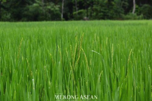 Sản xuất nông nghiệp quý 3 duy trì xu hướng tích cực