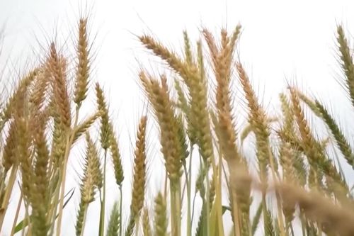 Giá lương thực thế giới cao nhất gần 4 năm