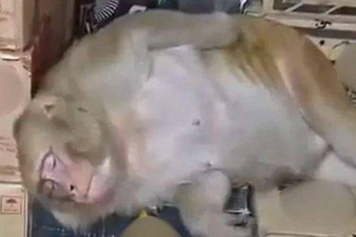 'Dân chơi' khỉ đột nhập cửa hàng, tự khui vodka uống say khướt rồi lăn ra ngủ