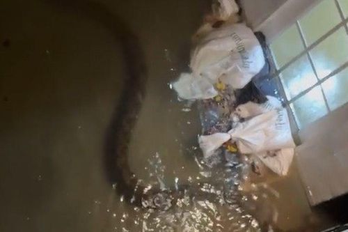 Trăn gấm dài 6 mét bất ngờ bò vào nhà dân trong trận ngập ở Bangkok