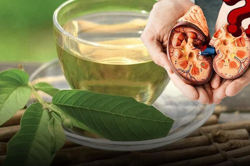 Uống nước lá ổi mỗi ngày có làm hỏng thận như lời đồn trên mạng?