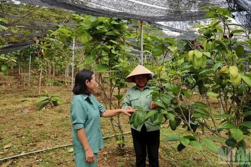 Gắn nghiên cứu với bảo tồn dược liệu