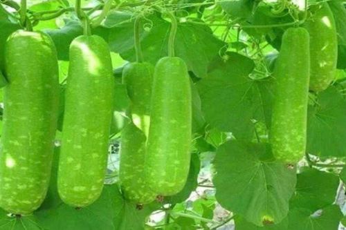 Đừng bỏ qua những lợi ích sức khỏe từ quả bầu
