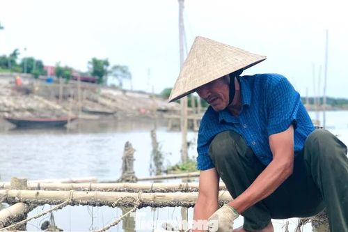 'Hái ra tiền' với nghề thả dây trên sông cho hàu bám