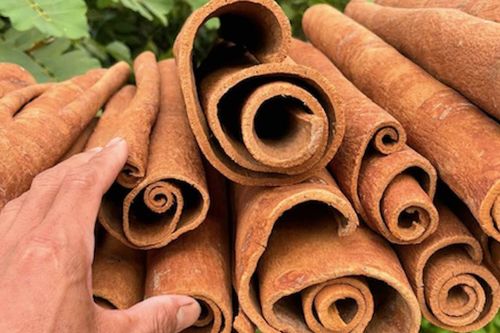 Bí mật chữa bệnh từ cây quế quen thuộc