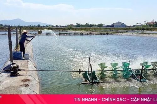 Thời tiết thất thường, người nuôi tôm lo phòng dịch bệnh