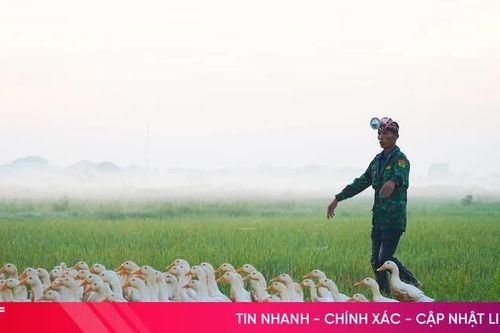Vịt thả đồng - tận dụng 'lộc' sau mùa gặt ở Hà Tĩnh