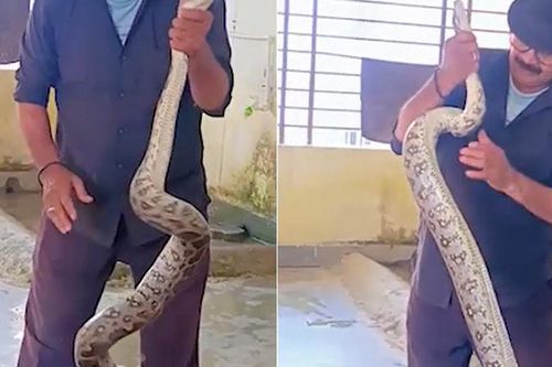 Bắt sống trăn khổng lồ dài 3 mét bò vào ký túc xá nữ