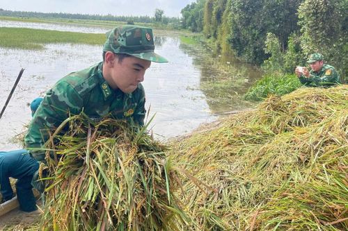 Biên phòng Tây Ninh giúp dân thu hoạch lúa bị ngập lũ