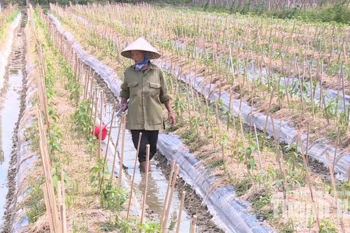 Liên kết sản xuất để tăng giá trị cây trồng vụ đông