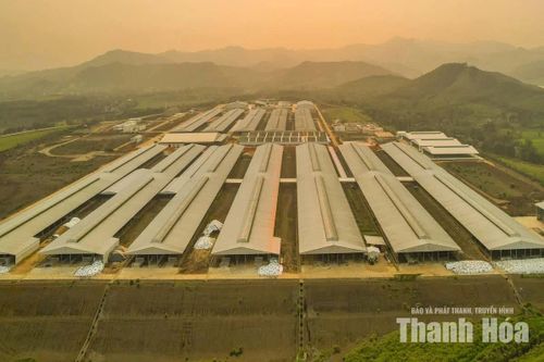 Xây dựng ngành chăn nuôi theo hướng hiện đại, an toàn, xanh và bền vững