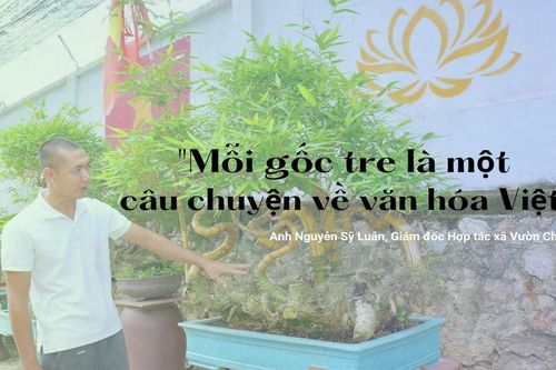 Anh Nguyễn Sỹ Luân, Giám đốc Hợp tác xã Vườn Chum: "Mỗi gốc tre là một câu chuyện về văn hóa Việt”