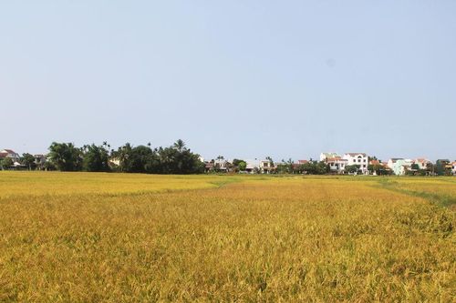 Hương ước - nếp làng xứ Quảng