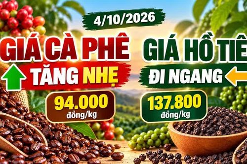 Giá cà phê, hồ tiêu hôm nay 4/10: Cà phê tăng, hồ tiêu đứng giá