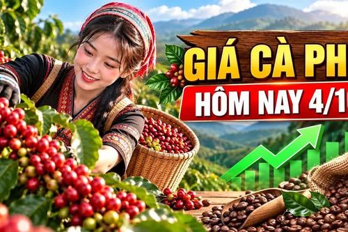 Giá cà phê hôm nay 4/10: Hai sàn thế giới cùng tăng, Tây Nguyên phục hồi