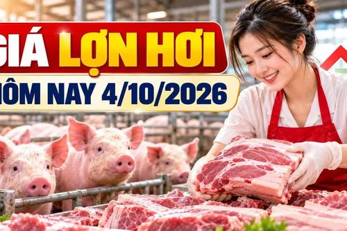 Giá lợn hơi hôm nay 4/10/2026: Thấp nhất 54.000 đồng/kg