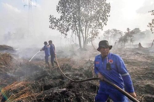 Phục hồi rừng - Không thể 'chỉ là lời nói suông'