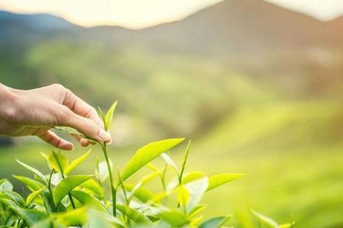 Cuộc thi 'Hương sắc xứ trà' tìm kiếm những góc nhìn mới về chè Thái Nguyên