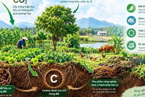 Khả năng hấp thụ carbon của hệ thống nông nghiệp hữu cơ
