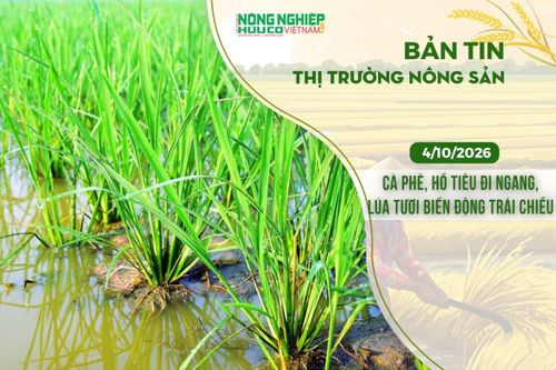 Thị trường nông sản 4/10/2026: Cà phê, hồ tiêu đi ngang, lúa tươi biến động trái chiều