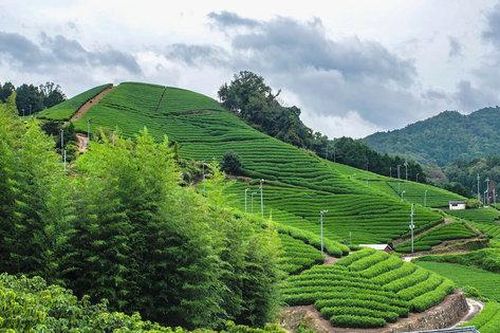Matcha Nhật Bản trong cuộc đua giá trị