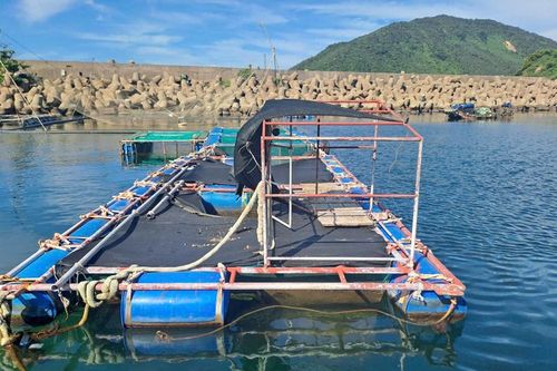 Hà Tĩnh: Nước biển tại 4 điểm có thủy sản chết chưa phát hiện bất thường