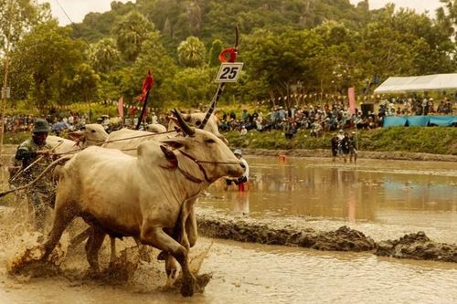 'Trại buôn người' cán mốc 300 tỉ, lọt Top 8 phim Việt doanh thu cao nhất