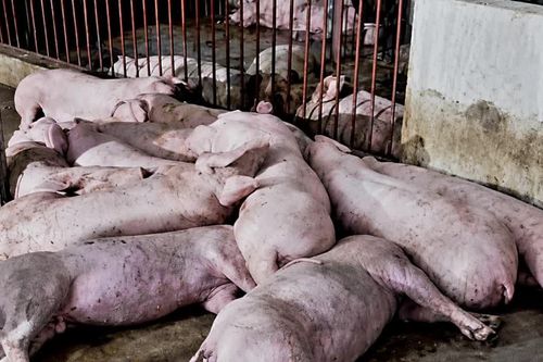 Nghệ An: Trang trại lợn bị sét đánh gây thiệt hại lớn về kinh tế