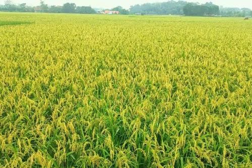 Khẩn trương thu hoạch lúa mùa và chủ động phòng trừ sinh vật gây hại