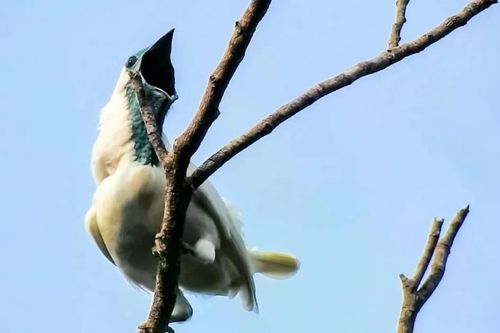 Hai loài chim có tiếng kêu lớn ngang tiếng búa khoan