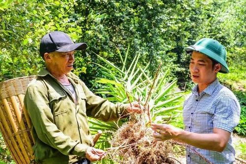 Cây táo mèo, sa nhân mở hướng thoát nghèo cho người Mông ở Pù Nhi