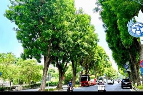 Hà Nội thí điểm 'phủ xanh' trụ đường sắt trên cao, hầm chui và nhà chờ xe buýt