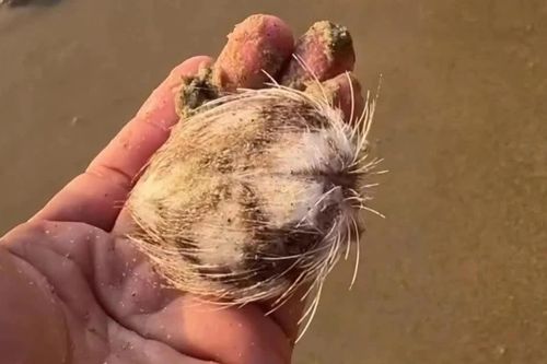 Cầu gai cát xuất hiện dày đặc ở bờ biển Nha Trang, có nguy hiểm không?