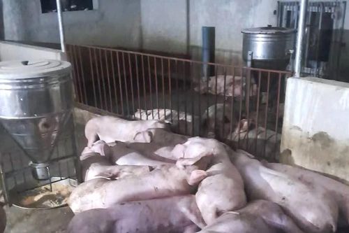 Đàn lợn 50 con chuẩn bị xuất chuồng bị sét đánh, thiệt hại gần 300 triệu đồng