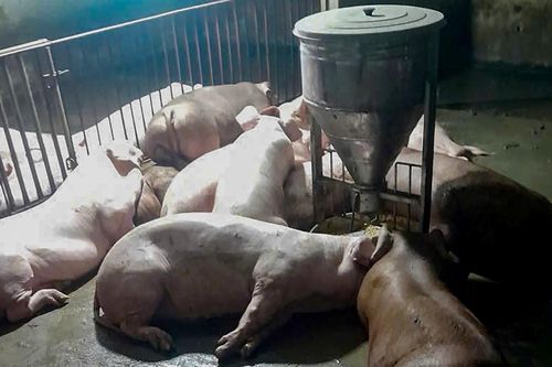 Sét đánh chết đàn lợn 50 con ở Nghệ An