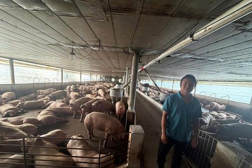 Đường dây 'vỗ béo' heo bằng chất cấm, bán 10.000 tấn thịt trị giá 600 tỷ đồng