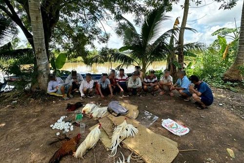 Bắt quả tang nhóm 12 đối tượng tụ tập đá gà ăn tiền ở bãi đất trống