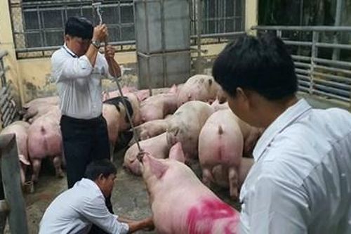 Triệt phá đường dây sử dụng chất cấm nuôi heo, đặc biệt lớn