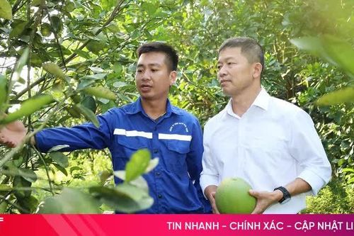 Bưởi da xanh cho quả ngọt trên đất đồi Hà Tĩnh