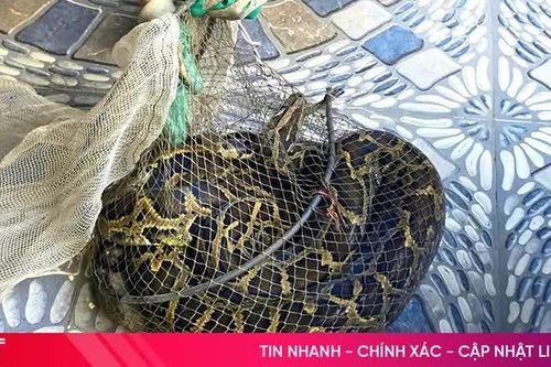 Bắt được trăn đất nặng 9kg khi đi thăm đồng