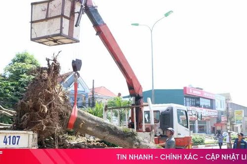 Thành Sen siết quản lý, ngăn ngừa xâm hại cây xanh đô thị