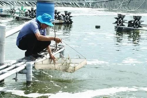 Lão nông miền biển tay trắng vươn lên thành tỷ phú nuôi tôm