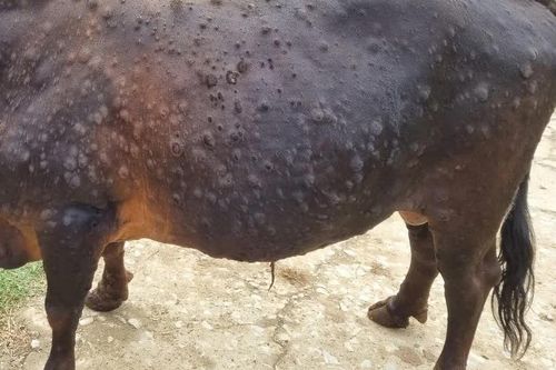 Lai Châu: Khẩn trương phòng chống bệnh viêm da nổi cục trên đàn bò