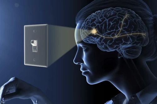 Hành trình giải mã bí ẩn não bộ từ loài tảo ưa sáng đoạt Nobel