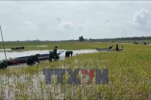 Thu hoạch lúa giúp người dân giảm thiểu thiệt hại do mưa lũ
