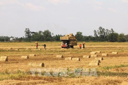 Rơm rạ Đồng Tháp: Từ phụ phẩm đến nguồn thu